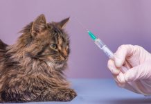WSAVA更新犬貓新疫苗接種指南