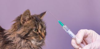 WSAVA更新犬貓新疫苗接種指南