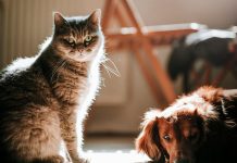 犬貓免疫性血小板減少症