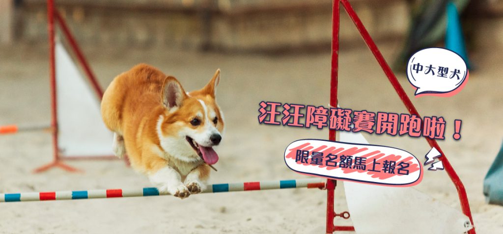 汪汪障礙賽-中、大型犬