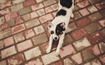 如何有效訓練狗狗定點上廁所:完整步驟與專業建議 訓練狗狗上廁所