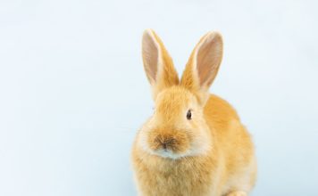 兔子泌尿道感染