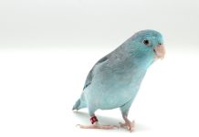 如何安全地為鳥類點眼藥水