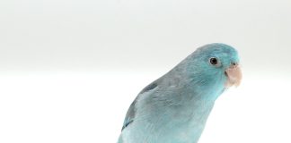 如何安全地為鳥類點眼藥水