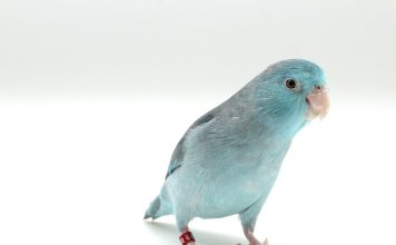 鳥類眼藥水使用指南:4步驟安全有效幫鸚鵡點眼藥水 如何安全地為鳥類點眼藥水