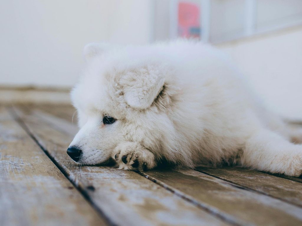 如何照顧發情期的狗狗?