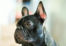 短吻犬常見7大健康問題
