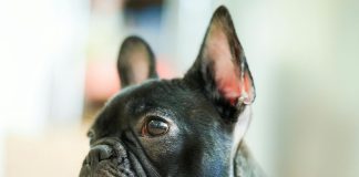 短吻犬常見7大健康問題