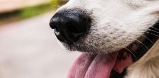 狗狗中暑症狀