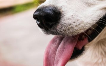 狗狗中暑急救3步驟!幫助狗狗降溫避免中暑健康危害 狗狗中暑症狀