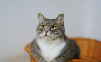 貓咪除蟲菊精中毒