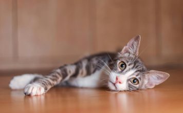 貓咪嘔吐治療藥物