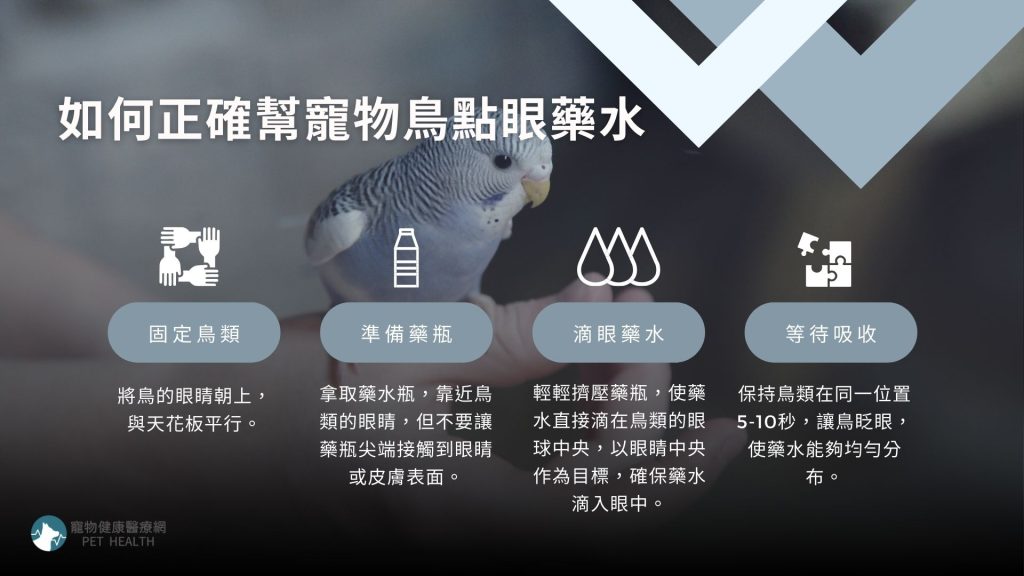 如何正確幫寵物鳥點眼藥水