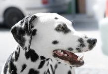 狗狗牙齦增生