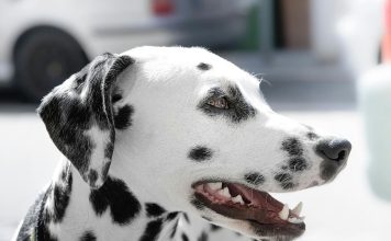 牙齦增生導致狗狗口臭?狗狗牙齦增生的治療方法與預防措施 狗狗牙齦增生