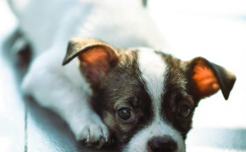 狗狗發炎性腸道疾病(Inflammatory Bowel Disease, IBD):飲食、藥物與維生素補充