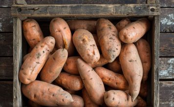 貓咪可以吃地瓜嗎？