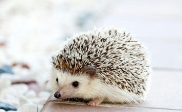 飼養刺蝟的正確餵食指南