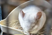 龍貓飼料推薦
