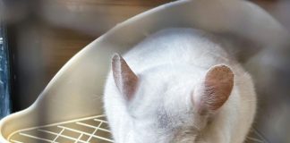 龍貓飼料推薦