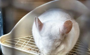 如何打造龍貓健康飲食?龍貓飼料需求與食物禁忌 龍貓飼料推薦