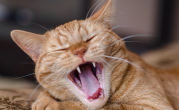 如何保持貓咪口腔健康?從小養成刷牙習慣,選擇VOHC認證潔牙零食 貓咪刷牙