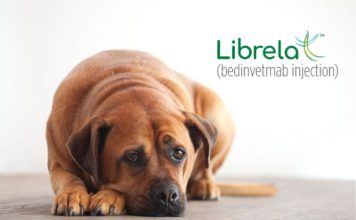 骨關節炎治療新選擇,每月一次單株抗體Librela(bedinvetmab)幫助狗狗對抗骨關節炎 Librela