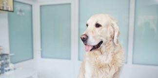 狗狗胰臟炎