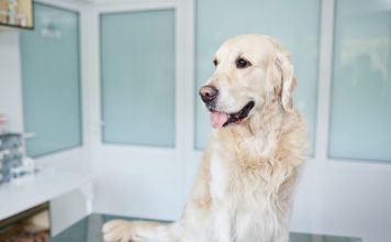 如何預防狗狗胰臟炎?狗狗胰臟炎的症狀與治療方法 狗狗胰臟炎