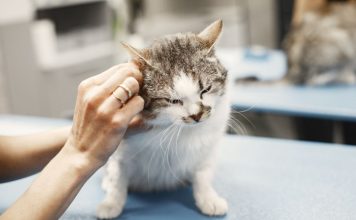 FIP貓咪感染性腹膜炎抗病毒藥