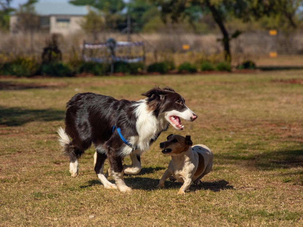 113年度犬隻行為教育課程