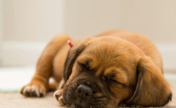 狗狗鉤端螺旋體感染症狀、治療方式與預防措施解析! 狗狗鉤端螺旋體感染