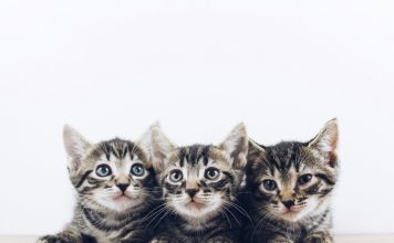 貓泛血球減少症（貓瘟）