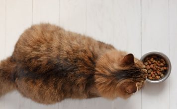 貓咪慢性腎臟疾病飲食