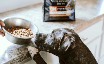 生食或自製熟食對狗狗來說真的健康嗎？