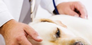 犬瘟熱