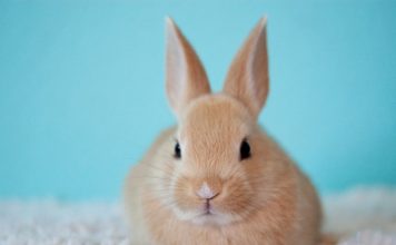 兔子掉毛怎麼辦?兔子脫毛症的常見原因與治療方式 兔子脫毛症