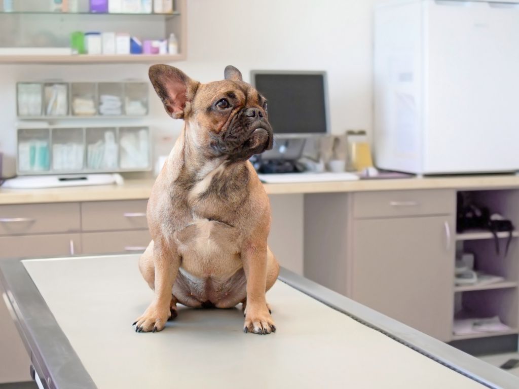 犬瘟熱治療