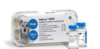 msd_nobivac_dhppi_0523_body
