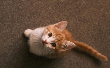 貓咪捐血後需要補充靜脈輸液嗎?權威獸醫期刊發表最新研究 貓咪捐血