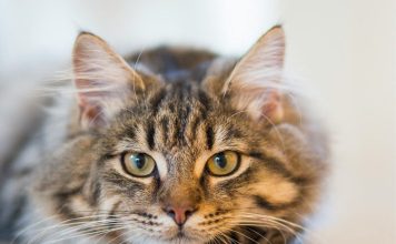 貓癬的常見症狀、診斷與治療:有效清潔家中環境,防止再次感染 貓癬