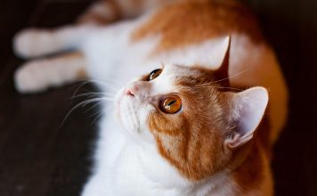 貓咪骨關節炎症狀與治療:健康飲食與運動建議 貓咪骨關節炎治療