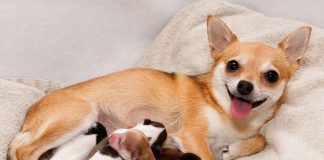 狗狗低血鈣