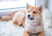 犬流感