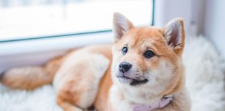 犬流感