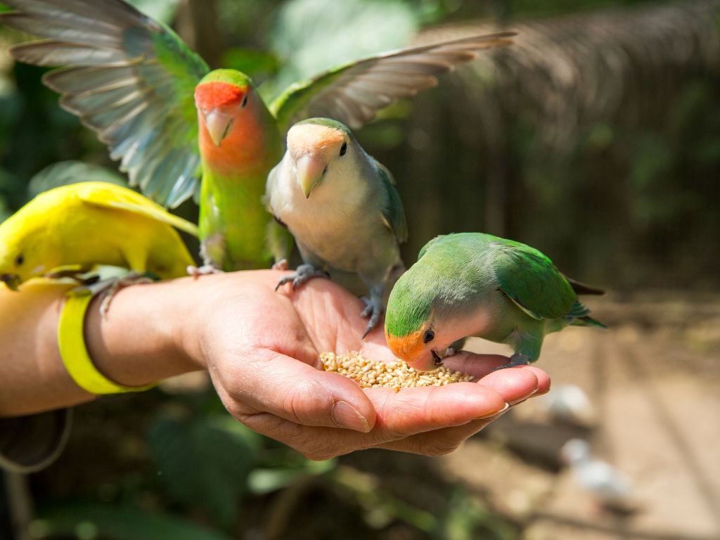如何餵食鳥類蔬菜和水果?