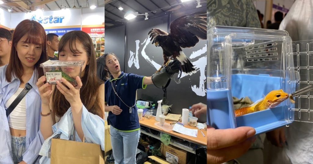 台中寵物展爬蟲類掀飼養風潮，呆萌「豹紋守宮」（右）及特寵聚會「哈里斯鷹」（中）吸引不少民眾圍觀。