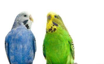 白內障對鳥類的影響