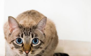 貓咪感染心絲蟲