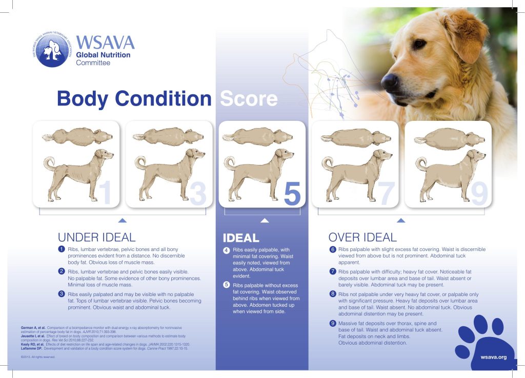 Body-Condition-Score